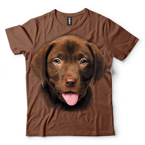 Labrador štěně čokoládové - Tulzo