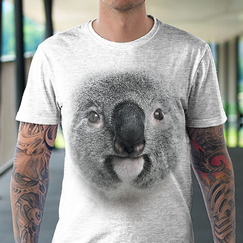 Koala - Tulzo
